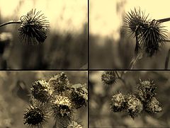 photo "***"