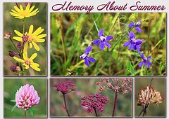 photo "memory about summer"