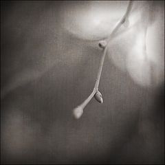 photo "***"