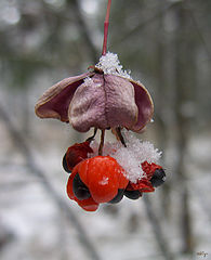 photo "Powder first snow"