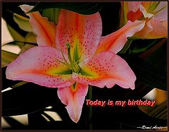 фото "Today is my birthday"