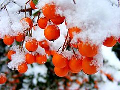 фото "Winter."