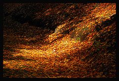 photo "light and shadows"