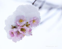 photo "***"