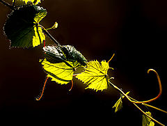 фото "muyu"