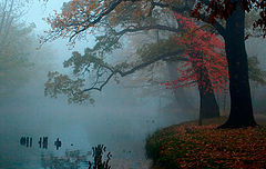 photo "***"