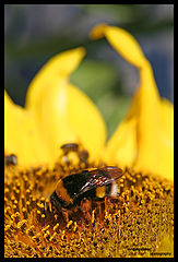 фото "yummy sunflower"