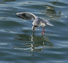 фото "SEA GULL"