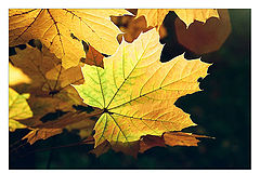 фото "november"