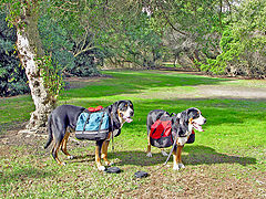 фото "Mountain Rescue Dogs"