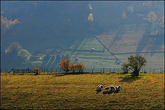 photo "Morning on the mountain"