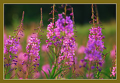 photo "***"