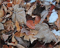 photo "Fallen foliage"