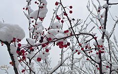 photo "Red on white or 3 years, I am here"