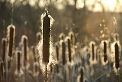 photo "Sunset"