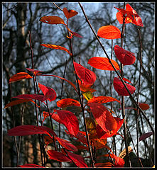 photo "Red autumn"
