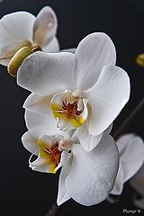 photo "***"