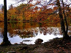 фото "Lake in the wood."