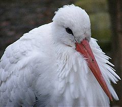 фото "Big bird."