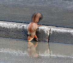 photo "thirst"