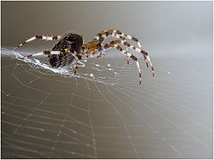 photo "Spider"