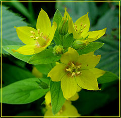 photo "yellow flowers"
