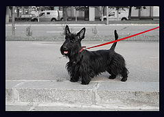 photo "My sweet doggy"