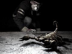 photo "scorpion in garage"
