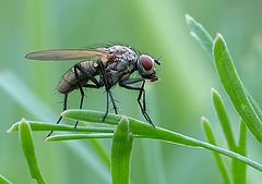 photo "Flie"