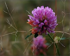 photo "Autumn clover"