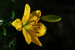 photo "***"