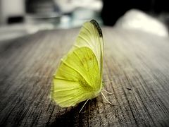 photo "***"