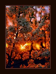 photo "***"