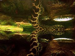 photo "ANACONDA"