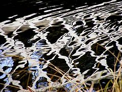 фото "Reflection."
