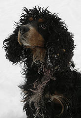 фото "My friend"