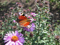photo "***"