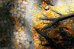 фото "Roots of my city"