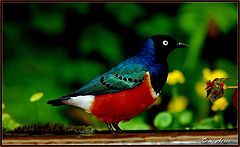 фото "Tropical bird"