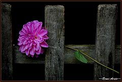 photo "for the lonely people ! ! !"