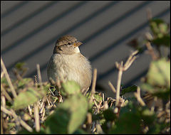 photo "Young and curious"