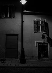 фото "Black cat"