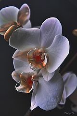 photo "***"