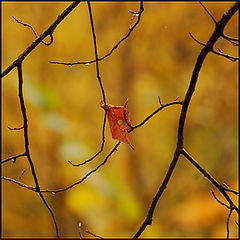 photo "***"