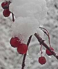 photo "Where harsh winter?"