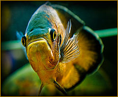 photo "Big fish..."