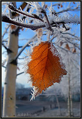 photo "***"