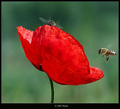 фото "Coming"