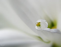 photo "***"