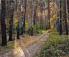 фото "Лесная дорожка"